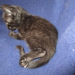 Karayan F-6B Savannah, Black on Black, Male DOB 4-9-16