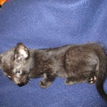 Karayan F-6B Savannah, Black on Black, Male DOB 4-9-16