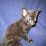 Karayan F-6B Savannah, Black on Black, Male DOB 4-9-16