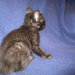 Karayan F-6B Savannah, Black on Black, Male DOB 4-9-16