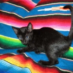 Karayan F-6B Savannah, Black on Black, Male DOB 4-9-16