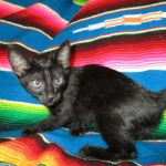 Karayan F-6B Savannah, Black on Black, Male DOB 4-9-16