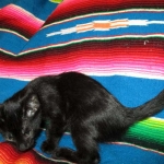 Karayan F-6B Savannah, Black on Black, Male DOB 4-9-16