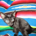 Karayan F-6B Savannah, Black on Black, Male DOB 4-9-16