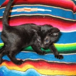 Karayan F-6B Savannah, Black on Black, Male DOB 4-9-16