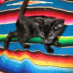 Karayan F-6B Savannah, Black on Black, Male DOB 4-9-16