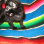 Karayan F-6B Savannah, Black on Black, Male DOB 4-9-16