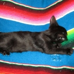 Karayan F-6B Savannah, Black on Black, Male DOB 4-9-16