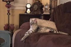 Majestic Angel, F-2B Silver savannah female DOB 6-16-16