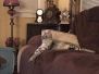 Majestic Angel, F-2B Silver savannah female DOB 6-16-16
