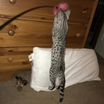 Angel, F-2B Savannah, Female, , Silver,DOB 6-16-16