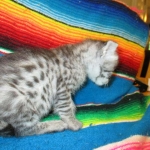 Angel, F-2B Savannah, Female, , Silver,DOB 6-16-16