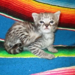 Angel, F-2B Savannah, Female, , Silver,DOB 6-16-16