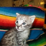 Angel, F-2B Savannah, Female, , Silver,DOB 6-16-16