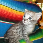 Angel, F-2B Savannah, Female, , Silver,DOB 6-16-16