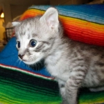 Angel, F-2B Savannah, Female, , Silver,DOB 6-16-16