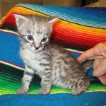 Angel, F-2B Savannah, Female, , Silver,DOB 6-16-16