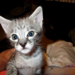 Angel, F-2B Savannah, Female, , Silver,DOB 6-16-16