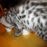 Angel, F-2B Savannah, Female, , Silver,DOB 6-16-16