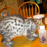 Angel, F-2B Savannah, Female, , Silver,DOB 6-16-16