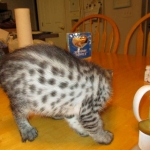 Angel, F-2B Savannah, Female, , Silver,DOB 6-16-16