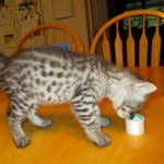 Angel, F-2B Savannah, Female, , Silver,DOB 6-16-16