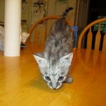 Angel, F-2B Savannah, Female, , Silver,DOB 6-16-16