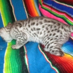 Angel, F-2B Savannah, Female, , Silver,DOB 6-16-16