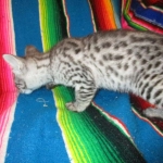 Angel, F-2B Savannah, Female, , Silver,DOB 6-16-16