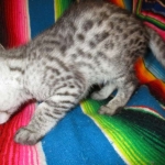 Angel, F-2B Savannah, Female, , Silver,DOB 6-16-16