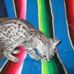 Angel, F-2B Savannah, Female, , Silver,DOB 6-16-16