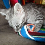 Angel, F-2B Savannah, Female, , Silver,DOB 6-16-16