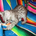 Angel, F-2B Savannah, Female, , Silver,DOB 6-16-16