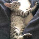 Angel, F-2B Savannah, Female, , Silver,DOB 6-16-16