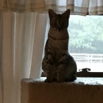 Angel, F-2B Savannah, Female, , Silver,DOB 6-16-16