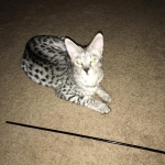 Angel, F-2B Savannah, Female, , Silver,DOB 6-16-16