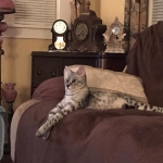 Angel, F-2B Savannah, Female, , Silver,DOB 6-16-16