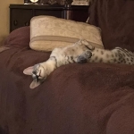 Angel, F-2B Savannah, Female, , Silver,DOB 6-16-16