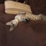 Angel, F-2B Savannah, Female, , Silver,DOB 6-16-16