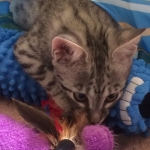 Angel, F-2B Savannah, Female, , Silver,DOB 6-16-16