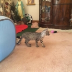 Angel, F-2B Savannah, Female, , Silver,DOB 6-16-16