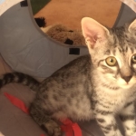 Angel, F-2B Savannah, Female, , Silver,DOB 6-16-16