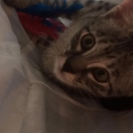 Angel, F-2B Savannah, Female, , Silver,DOB 6-16-16