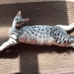 Angel, F-2B Savannah, Female, , Silver,DOB 6-16-16