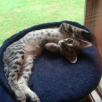 Angel, F-2B Savannah, Female, , Silver,DOB 6-16-16