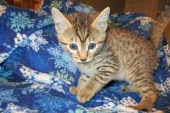 Aria Egyptian Mau Bronze Female DOB 5-12-16