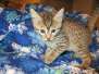 Aria Egyptian Mau Bronze Female DOB 5-12-16