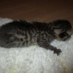 Egyptian Mau, Bronze female, dob 5-12-16