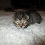 Egyptian Mau, Bronze female, dob 5-12-16