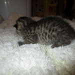 Egyptian Mau, Bronze female, dob 5-12-16
